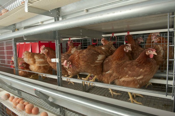 Brown Hens Enriched B