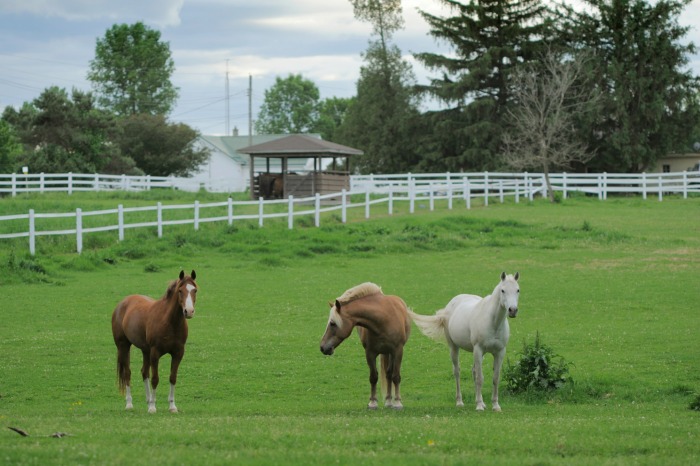 Burnbrae Farms_2