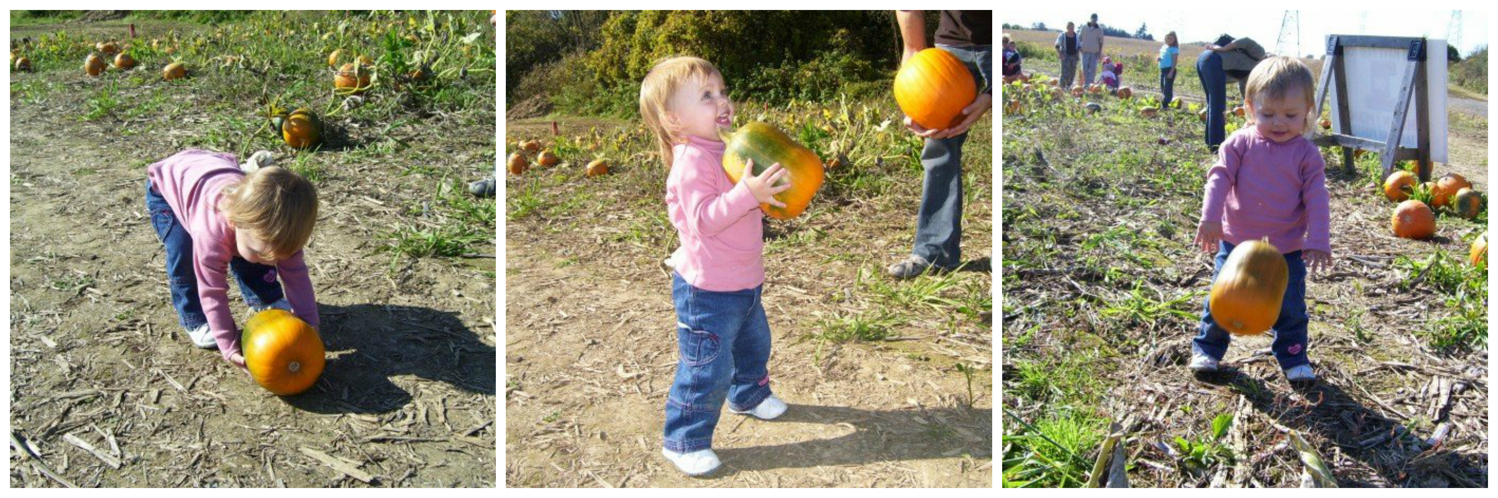 pumpkin-patches_toronto_2